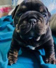 Bulldog – Alikas.Bulldogs