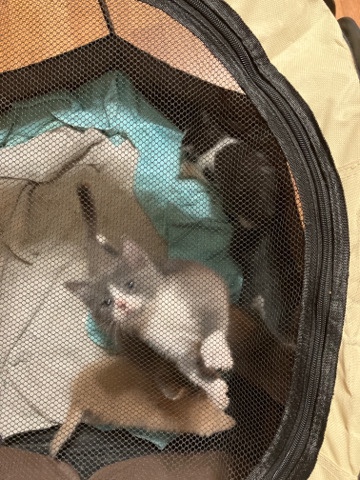 5 kittens to good home 1 male 4females