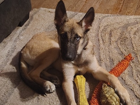 Siberian Husky – 3months 1/2 malinois/husky – Shawnee