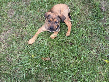 Mixed Breed – puppy – Ashland