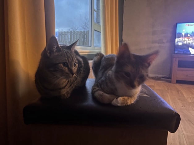 British Shorthair – 2 x beautiful 10 month tabby cat kittens – New Milton