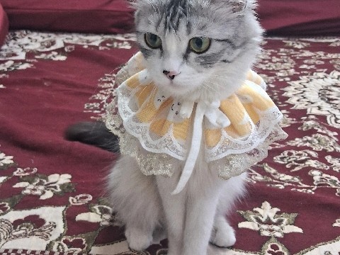 Persian (Modern) – Beautiful 1.5-Year-Old female Cat Available in Pune – Pune