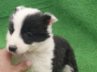 Border Collie – Border Collie – La Carlota