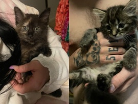 Others - three kittens  available for adoption in Brisbane