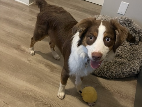 Rehoming Aussie❤️