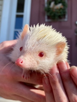 Female Albino Hedgehog