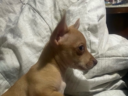 Chinese Chongqing Dog – male chihuahua (chalupa) – Scranton