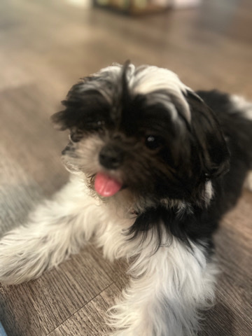 Shih Tzu – Male Shihtzu Puppy for sale and rehoming