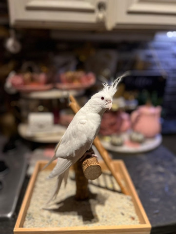 Cockatiel – Cockatiels need a home