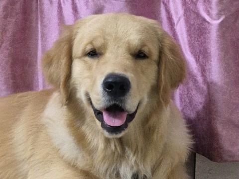 Golden Retriever – looking for a  caring and loving owner for my golden retriever – Patiala