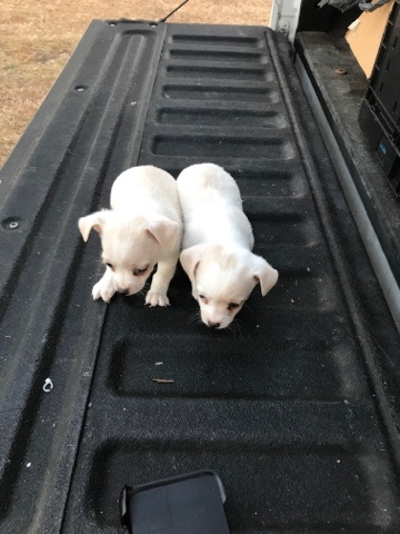 Chihuahua – Malachi puppies