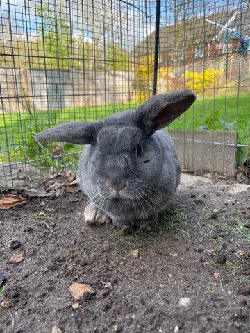 8 year old Rabbit