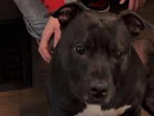 American Pit Bull Terrier – Help Fine Koko a New Forever Home – Grand Rapids