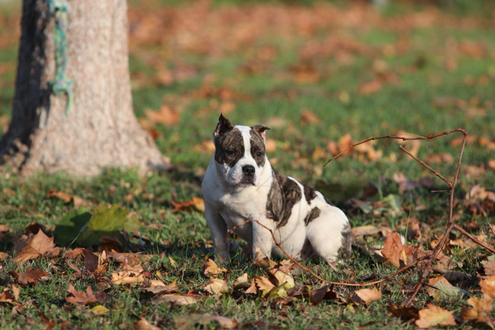 American Pit Bull Terrier – American Micro Fun Size Brindle Female Bully
