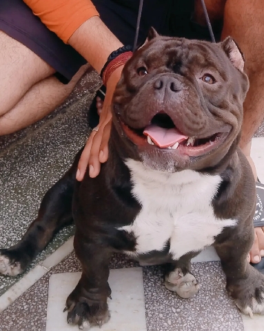 American Bulldog – breed American bully size pure micro