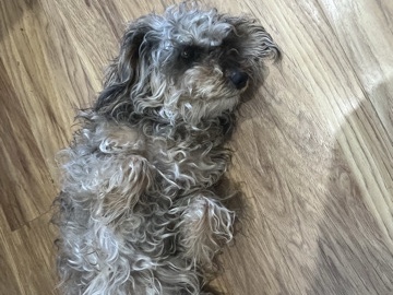 Schnoodle – Friendly 6-Year-Old Schnoodle for Sale in Bingley – Bingley