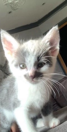 ready to leave stunning male kitten