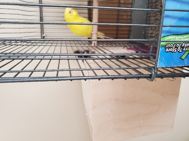 Budgerigar – Birds