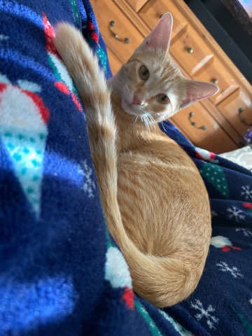 American Shorthair – Female Orange Tabby Cat Short Hair for sale