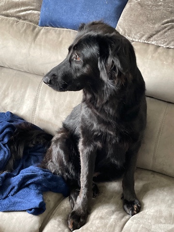 Belgian Shepherd Dog (Groenendael) – female Belgian shepherd X