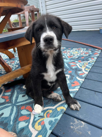 Pyrenean Mastiff – Pyranese Mastiff Mix