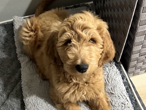 Goldendoodle puppy