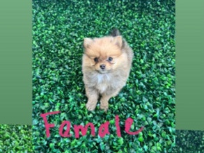 Pomeranian – Pomeranians – Moreno Valley