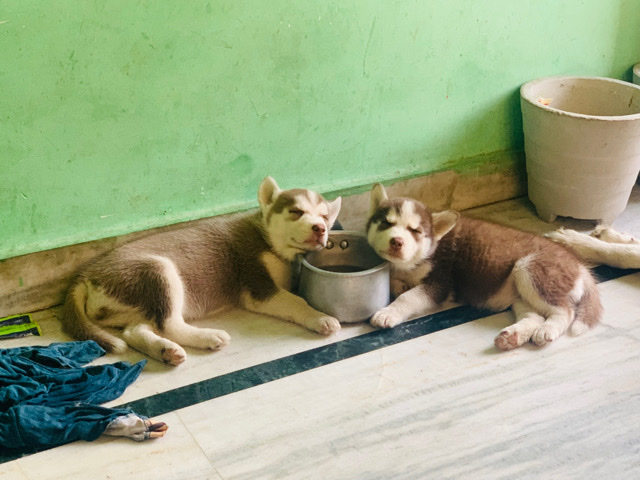 Siberian Husky – husky female blue eyes
