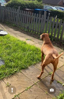 Boxer – Staffordshire bull terrier cross boxer big dog