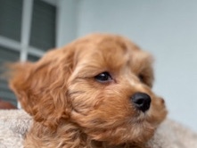 Cavapoo – Cavapoo for sale – Sunrise
