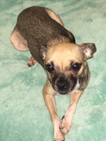 Chihuahua – Bronx Ny, Princess the chihuahua
