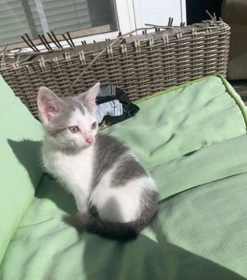 American Shorthair – sweet kitten for sale