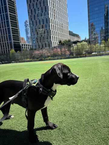 American Pit Bull Terrier – Looking to Rehome Terrier-Available