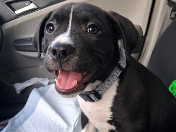 American Pit Bull Terrier – Puppy! american pit bull terrier – Kent
