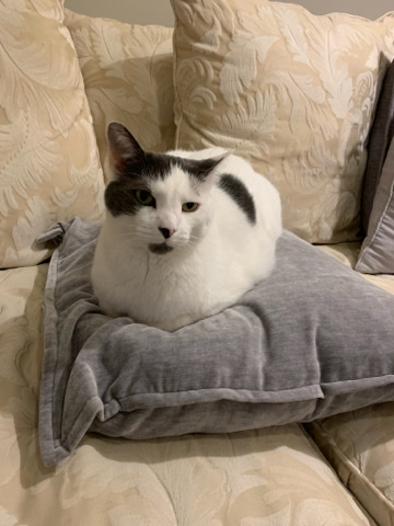 American Shorthair – Miss Kit