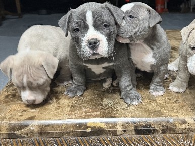 American Bulldog – American Bully – San Jose