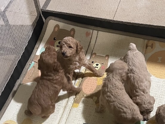 Poodle – Poodle Puppies – Parma