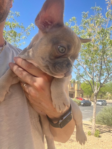 French Bulldog – 6 weeks frenchy