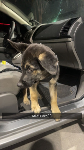 German Shepherd – German Shepard husky