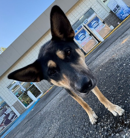 German Shepherd – Roux