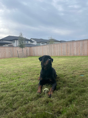 Rottweiler – AKC German Rottweiler
