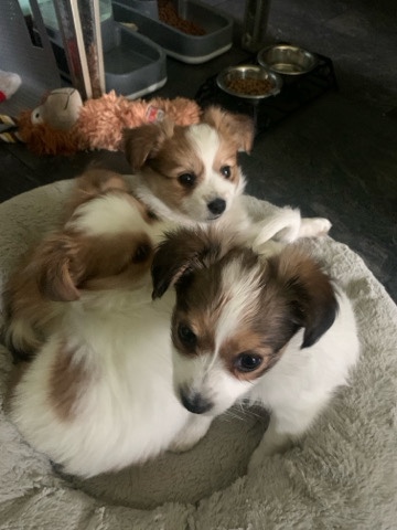 Papillon – Papilion pups SE Michigan