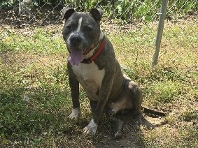 American Pit Bull Terrier – Melo – Atlanta