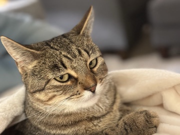 American Shorthair – Rehome Honey – McKinney