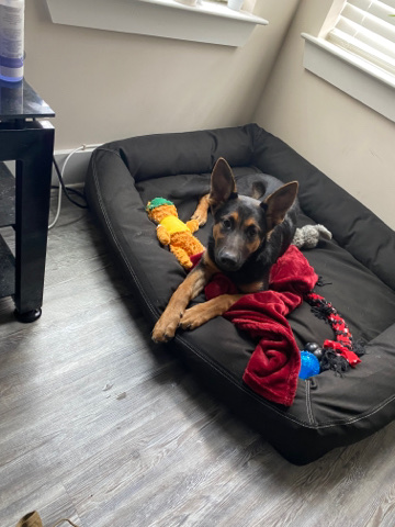 German Shepherd – German Shepherd