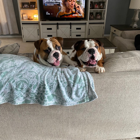 bull beagle and English bulldog