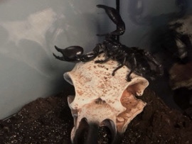 Scorpion – asian forest scorpion – Salford