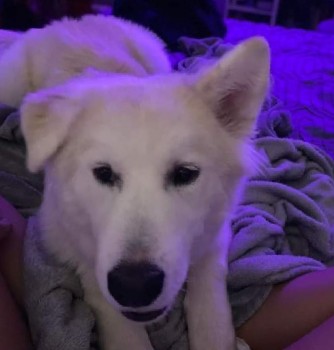 Siberian Husky – husky/great pyrenees mix