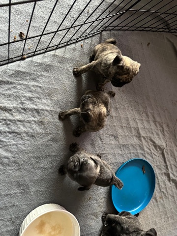 Pug – pug pups