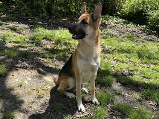 German Shepherd – Drake – Memphis